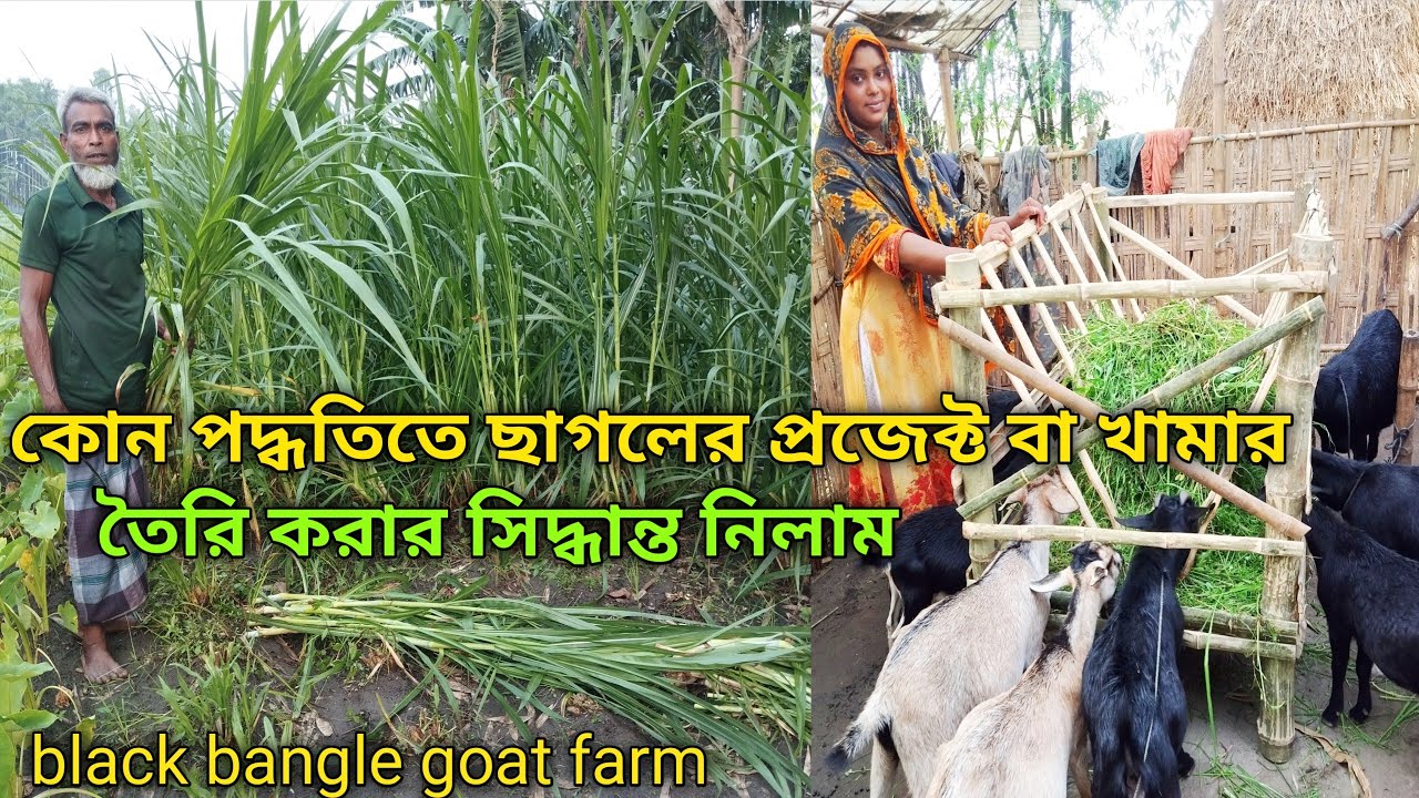 ছাগলের প্রজেক্ট তৈরি করার ক্ষেত্রে কি সিদ্ধান্ত নিলাম? black bangle ...