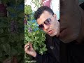 نبتة كوليوس كانينوس تنفر الحيونات الضارة والحشرات fruit farming زراعت roses fructe everyone mp3