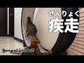 【回し車】真夜中にランニングマシーンで全力疾走するベンガル猫ｗｗ【ベンガルロケット】
