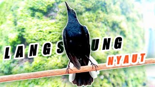 LANGSUNG NYAUT,,!! Suara burung kacer dada hitam gacor