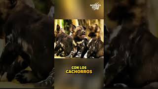 La Reina de la Manada 😨
