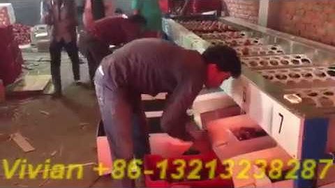 Round Fruit Apple Size Grading Sorting Machine in India Customer