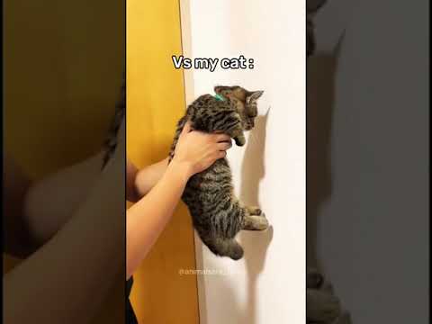 Other Cats VS