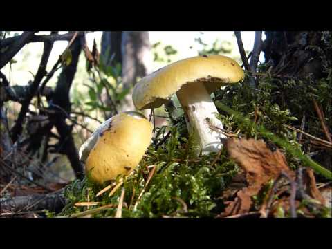 Грибы Печоры. Сыроежка светло-жёлтая - Russula claroflava Grove, 1888