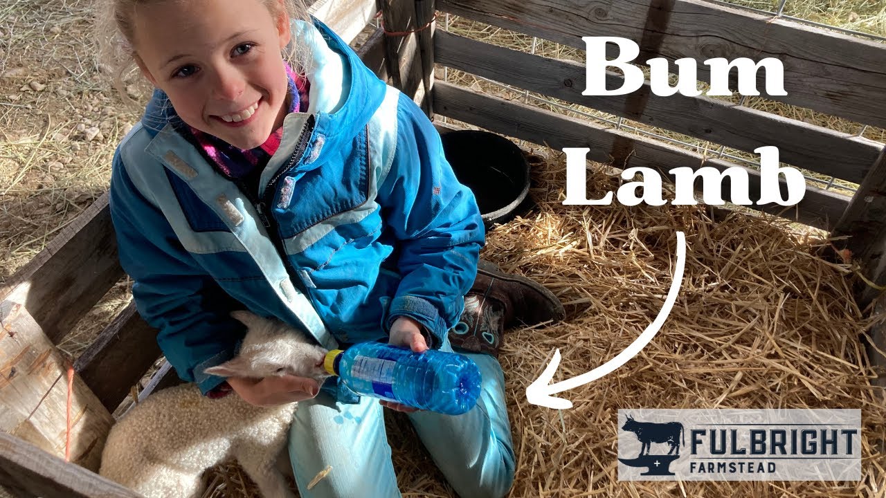 Day in the life 24 Hours with a Bum Lamb YouTube