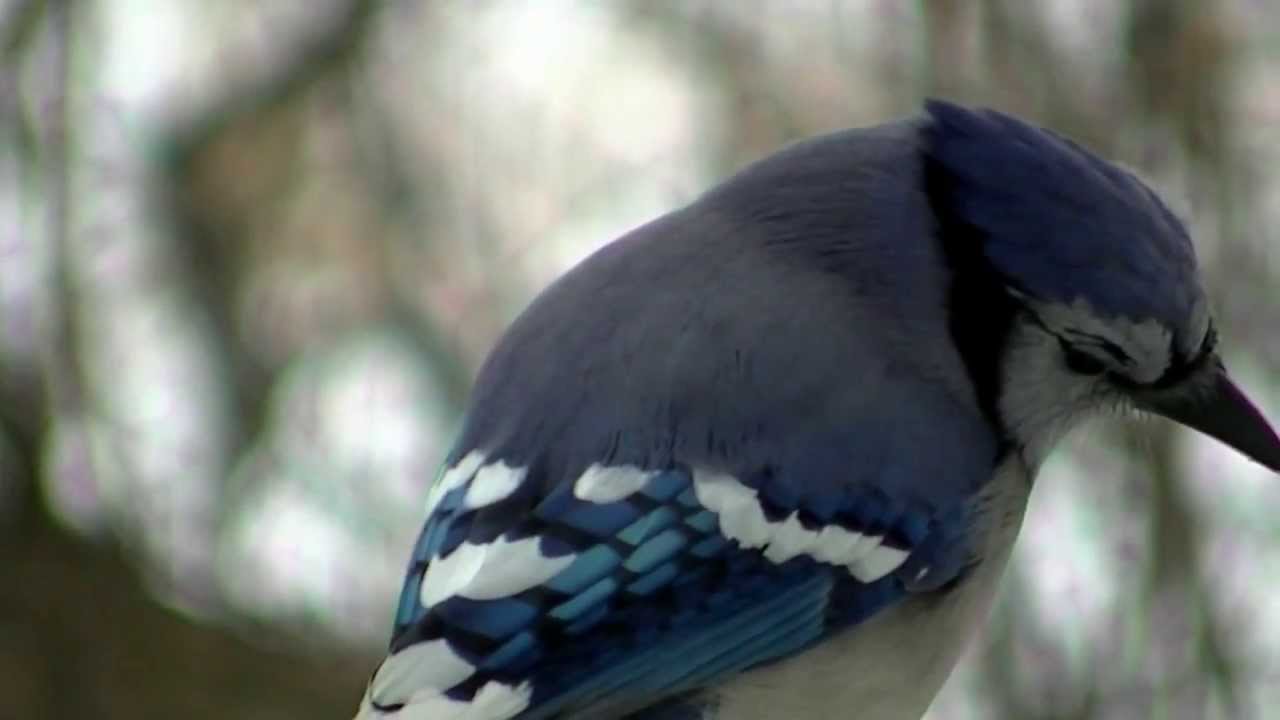 Popular Birds Of Minnesota YouTube
