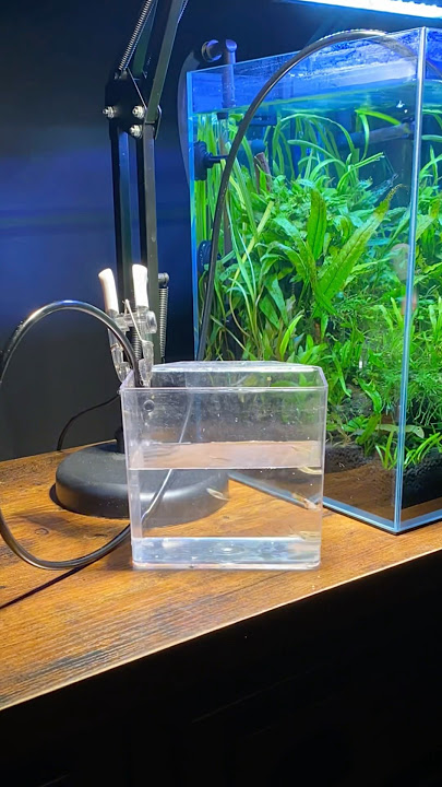 Drip acclimating nano Endler Fish (Purevue 5.5 Gallon Cube)