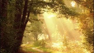 Forest Dreamscape – Nature's Healing Energy