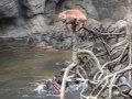 Sea Otters Kill a Monkey at the Bronx Zoo