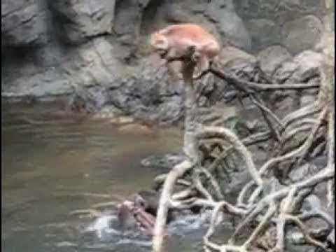 Sea Otters Kill a Monkey at the Bronx Zoo - YouTube