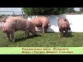 Описание свиней породы Пьетрен