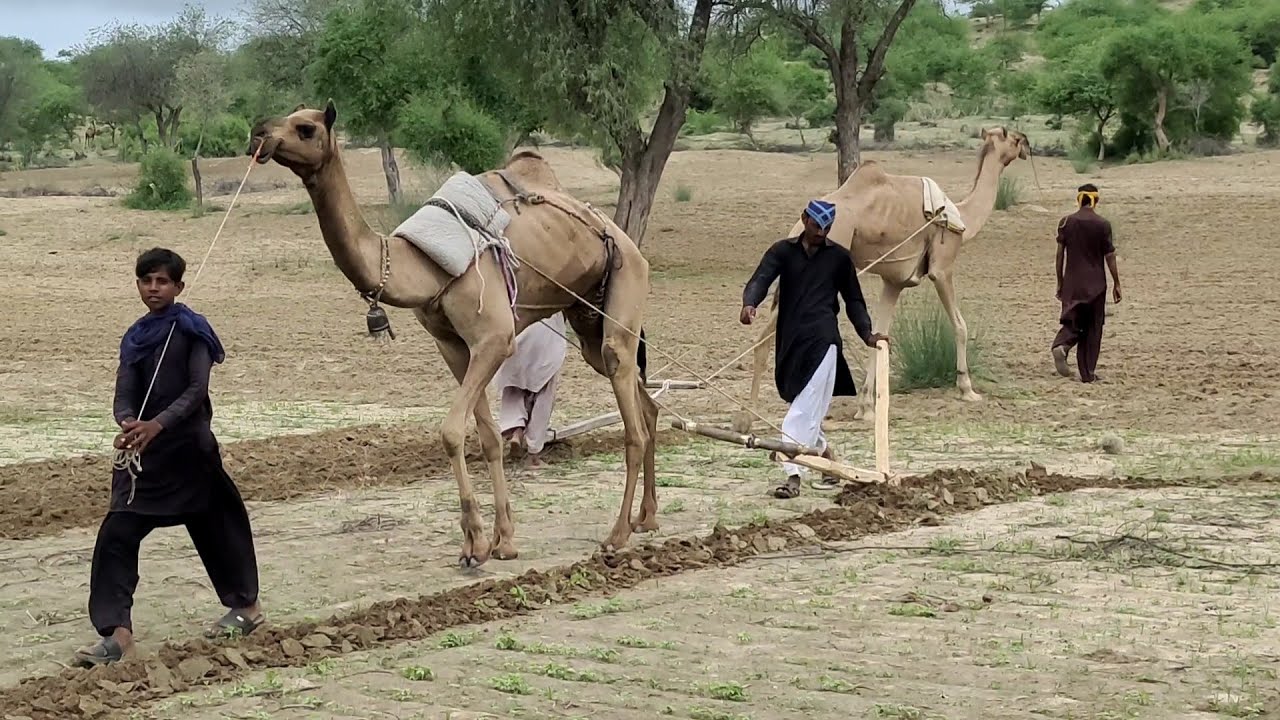 Camel Cultivation in Tharparkar | Camel Farming| Tharparkar land