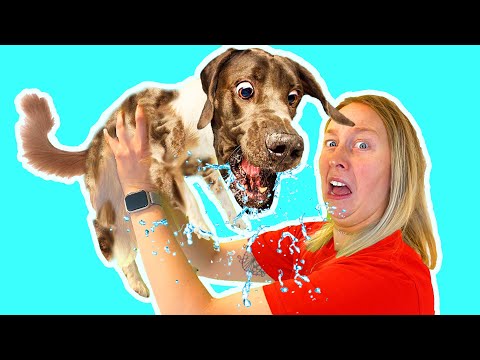 Video: Vilka hundar har daggklor?