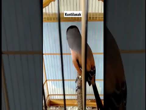 Masteran Kuntilanak Terbaru 2021 | 1 JAM Full