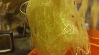 Crop King Seeds Purple Kush Fem DWC Cannabis Grow Day 44 from Seed pt.1