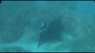Maui Manta Ray