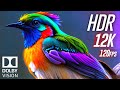 Color of Dolby Vision HDR 12K 120fps