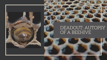 Deadout: Autopsy of a Beehive | Why did my bees die? | How do I clean out my dead hive?