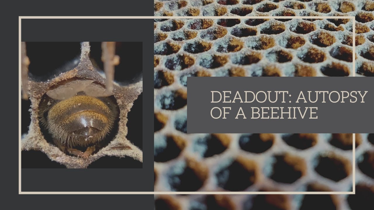 Deadout: Autopsy of a Beehive | Why did my bees die? | How do I clean out my dead hive?