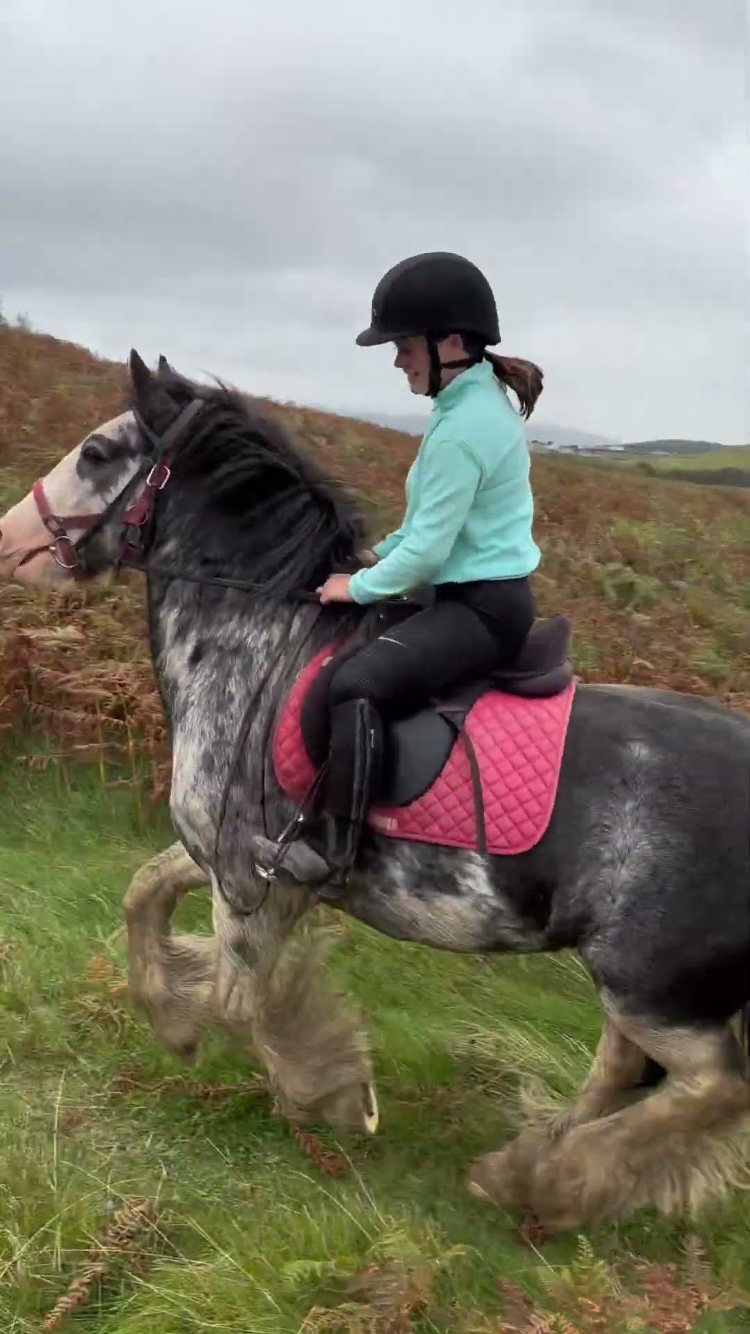 5 Year old Cob Gelding - Image 2