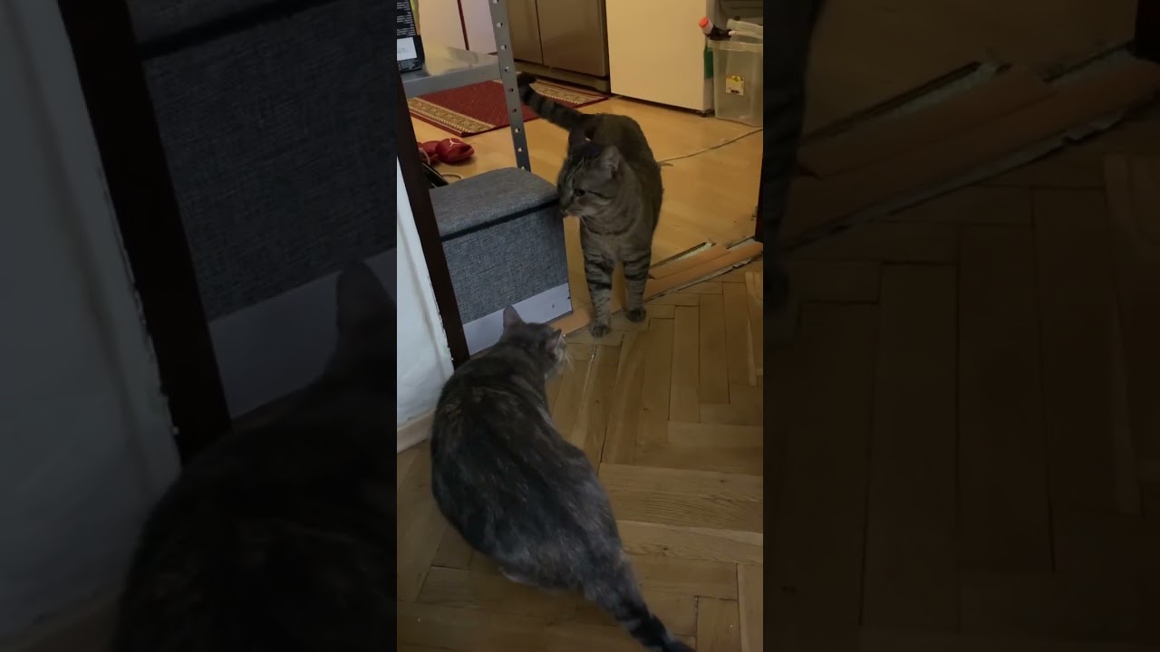 CATkada #lefkada #catshorts #shorts #cat