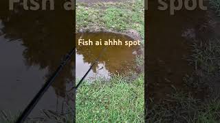 Fish brain ahhhh
