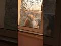 Cats in love🥰#cat #funny #for #fyp #funnyvideo #animal #animalsoftiktok #usa #pets