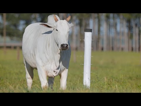 LOTE 208 - CSCF 5269