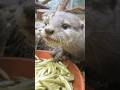 Mittagessen bei Familie Zwergotter #zoolotse #Otter #otters #zoo #zoocialmedia