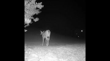 Deer unfazed by lightning flash!