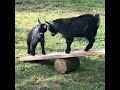 Baby Pygmy Goats