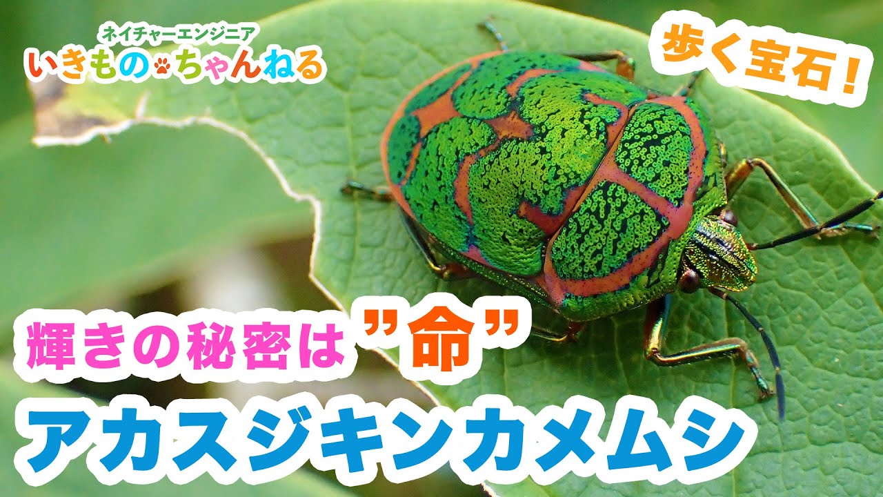 未開封品★痴虫★プラカブメス★ワンノッカー★チャブレインボー★チムシ The beautiful stink bug known as the 
