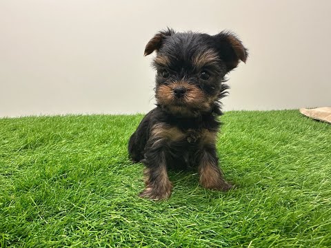 Video Yorkshire Terrier