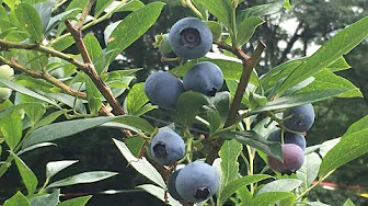 ブルーベリー摘み取り園