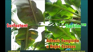 Biosorb Topfilm - Agricultura Tropical En Climas Lluviosos