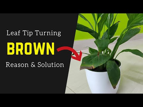 Leaf Tip Turning Brown And Dry Causes And Cure Tips | पौधे की पत्ती की टिप ब्राउन क्यों हो जाती है