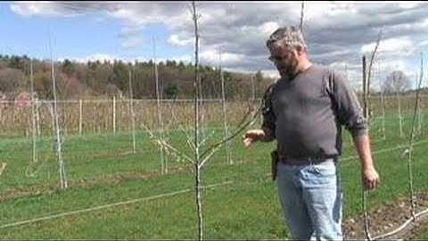 UMass Fruit Advisor: Tall spindle apple planting