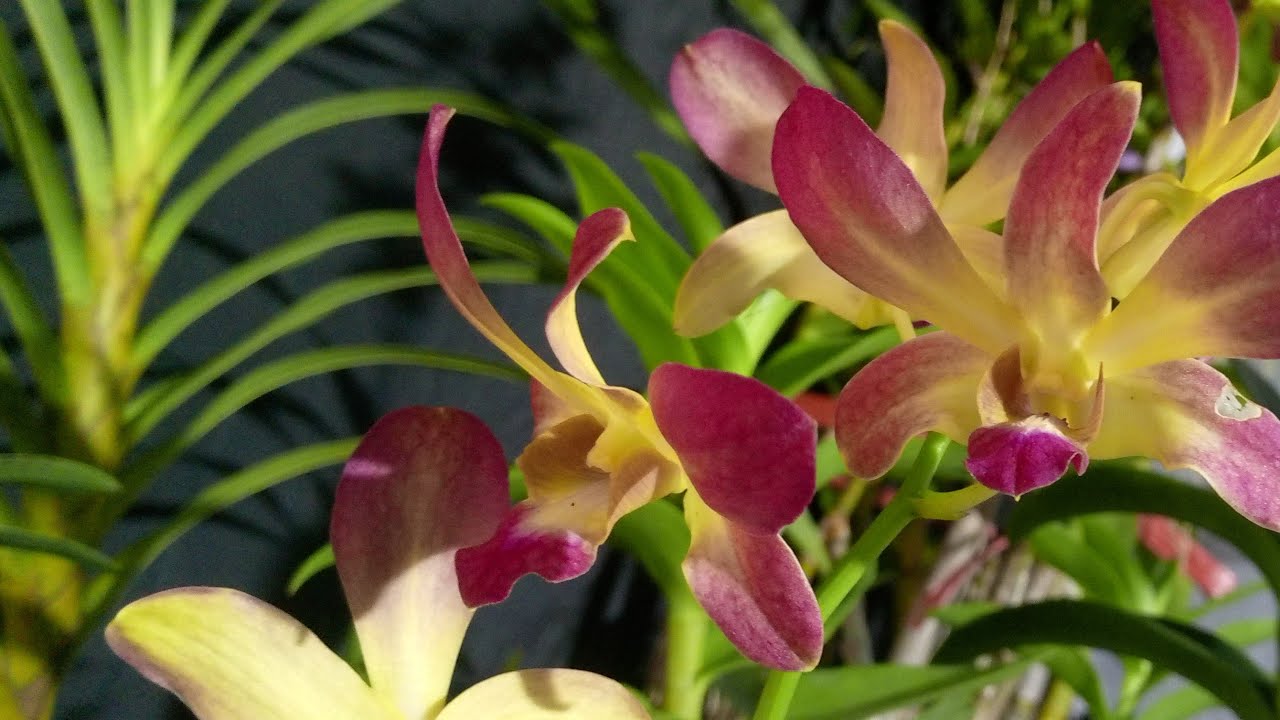 SALLE..!! CUCI KEBUN ANGGREK JADUL ( COD ) Wa. 085755328737