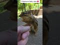 Chipmunk handfeeding and belly rubs ❤️ #handfeeding #chipmunk #wildlife #Love #animals #bellyrubs