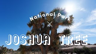 Joshua Tree National Park Guide 2026 | California Travel Guide