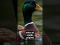 El eco de los patos