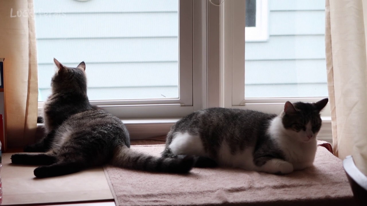funny cats sleeping in weird positions compilation 2014 funnyplox Cats Watching Birds - Cats Looking Out The Window - Stella and Simba