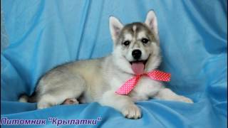 7. Щенки хаски. Девочкаокрас (волчий). Питомник Крылатки