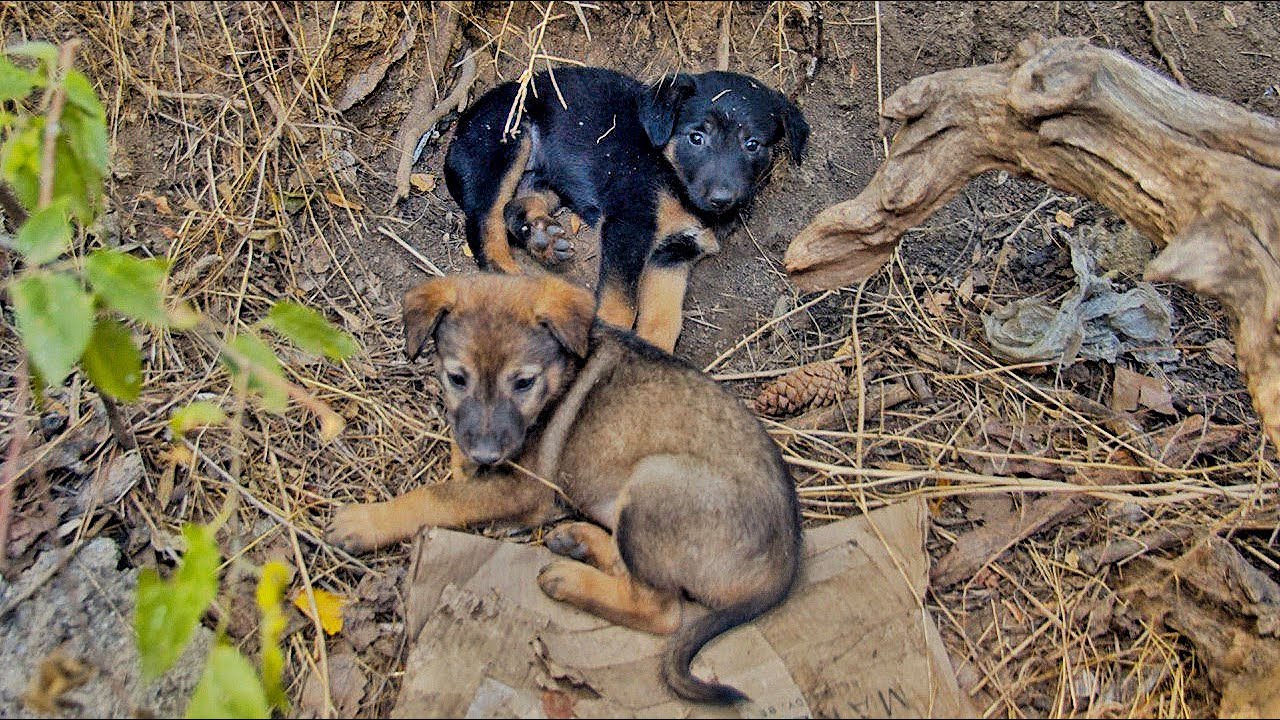 Puppies Dumped in Park Waiting Near Stump for Someone to Adopt Them