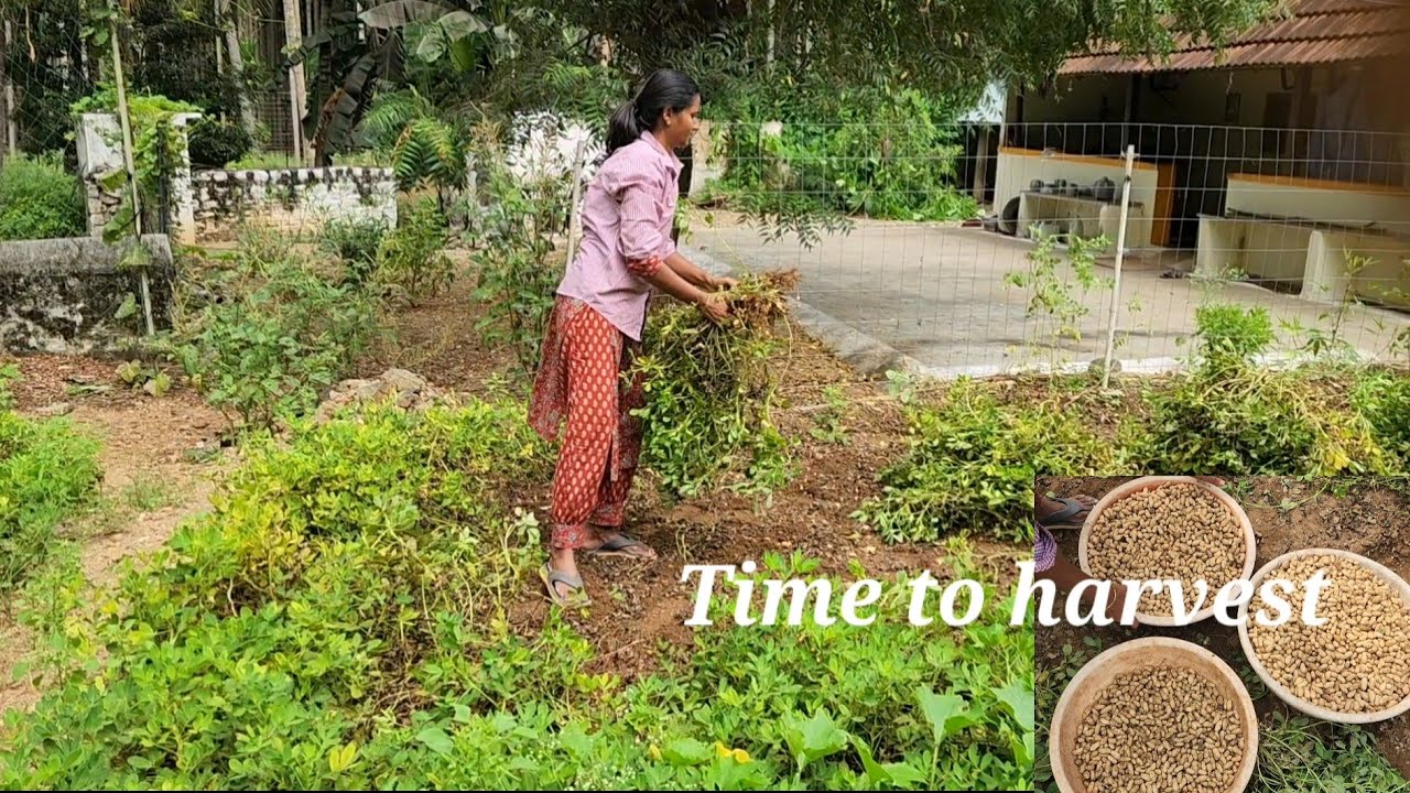 First Peanut Harvesting at our Home garden/How to grow groundnuts/வேர்கடலை அறுவடை 