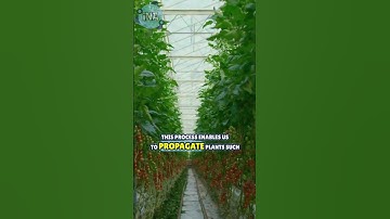 Plant Stem Cells Nature