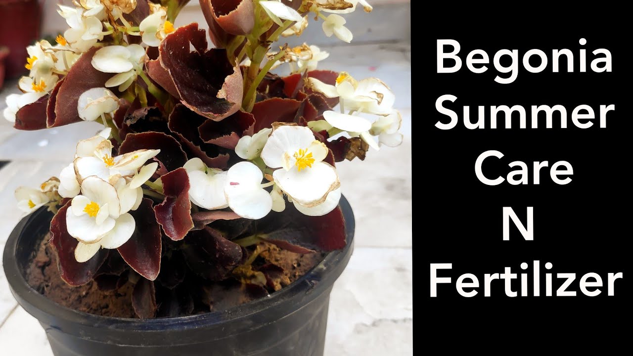 Begonia plant care n fertilizer, Wax begonia summer care YouTube