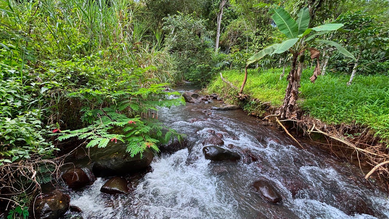 Stream Paradise - Calming Sounds Of Forest Stream And Tranquil River To Soothe Your Mind And Body