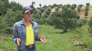 Producción de Aguacate Hass en México