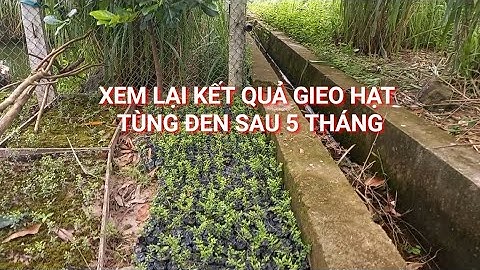Kết quả cây giống Tùng đen gieo hạt sau 5 tháng (cây cứt chuột) #33